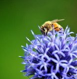 Abeilles à la recherche du pollen