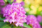 Rhododendron de printemps