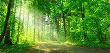 Harmonie de la forêt verte