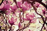 Fleur de magnolia magnifique 